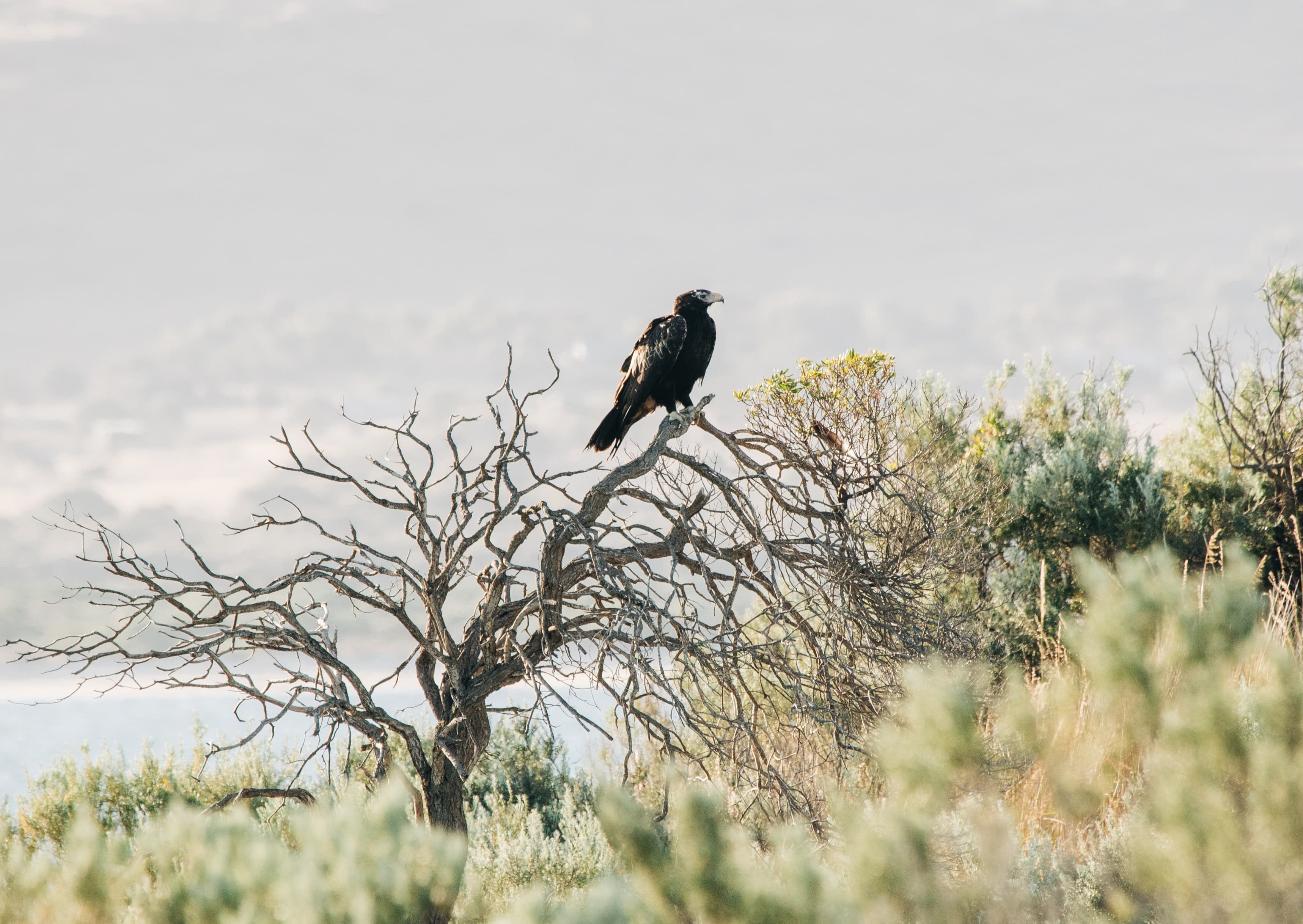 Wendy the Wedge-Tailed Eagle
